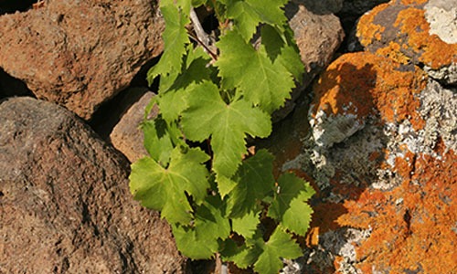 Zibibbo Grape of Sicily